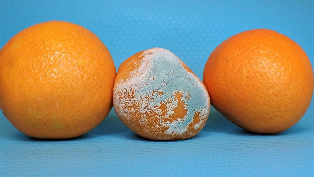 5 razones para no comer alimentos con hongos