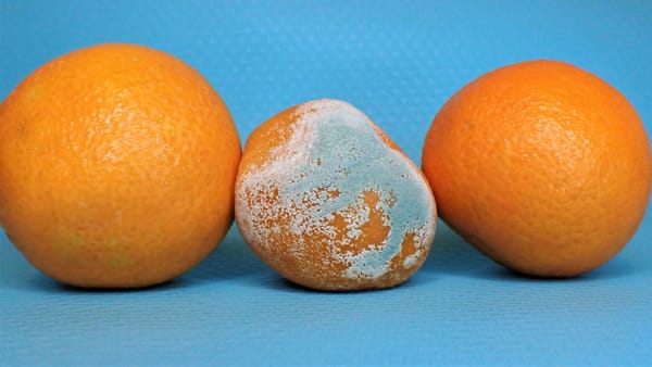 5 razones para no comer alimentos con hongos