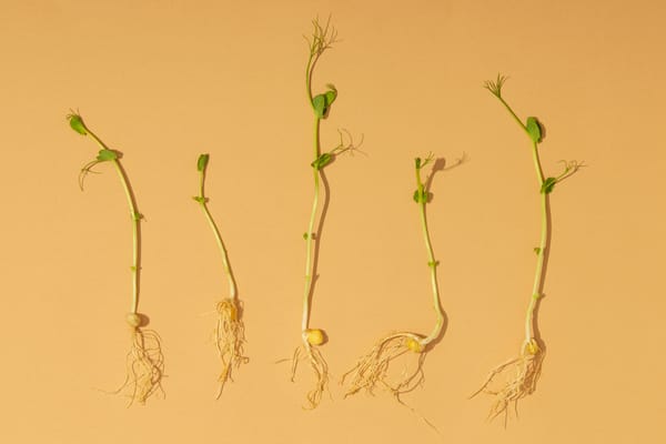 Descubre los beneficios de los brotes germinados y cómo prepararlos